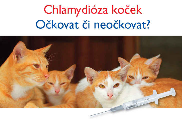 Chlamydióza koček